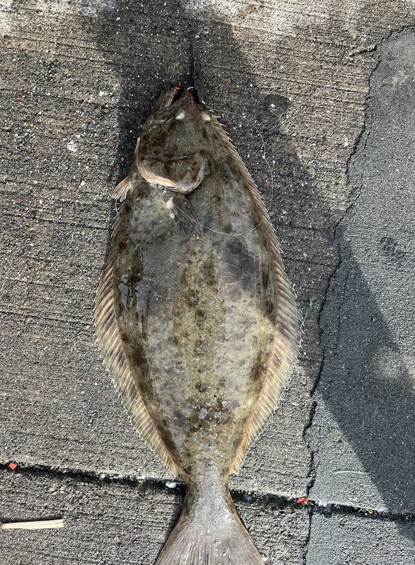Super Swimmer Swimbaits